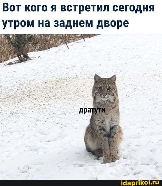 Вот кого я встретил сегодня утром на заднем дворе
дра