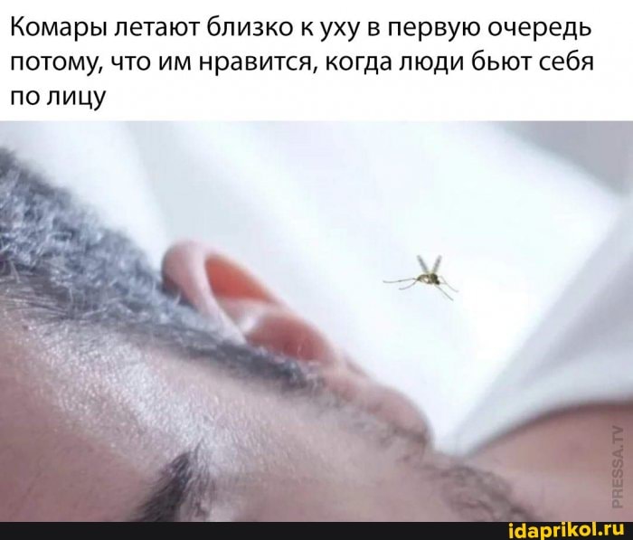 Комары летают близко к уху в первую очередь потому, что им нравится, когда люди бьют себя по лицу