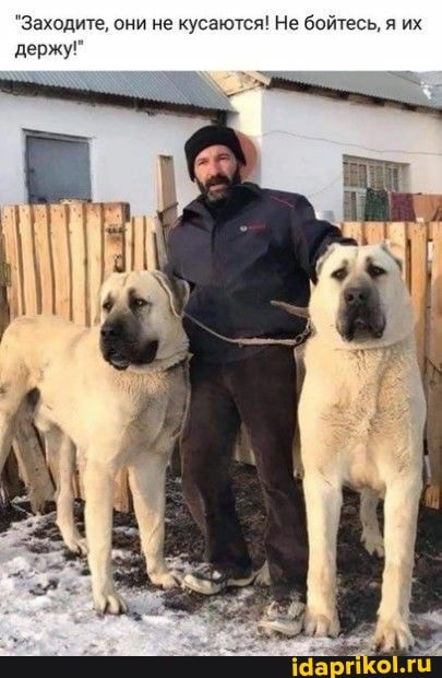 "Заходите, они не кусаются! Не бойтесь, я их держу!"
