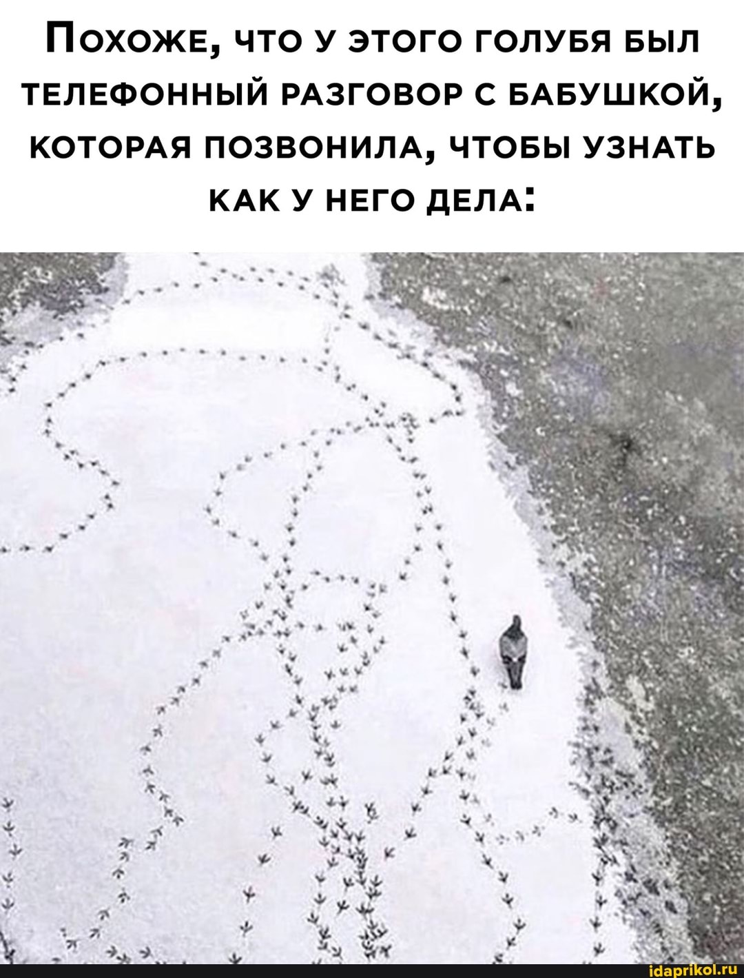 Похоже, что У ЭТОГО ГОЛУБЯ БЫЛ ТЕЛЕФОННЫЙ РАЗГОВОР С БАБУШКОЙ,
КОТОРАЯ ПОЗВОНИЛА, ЧТОБЫ УЗНАТЬ
КАК У НЕГО ДЕЛА: