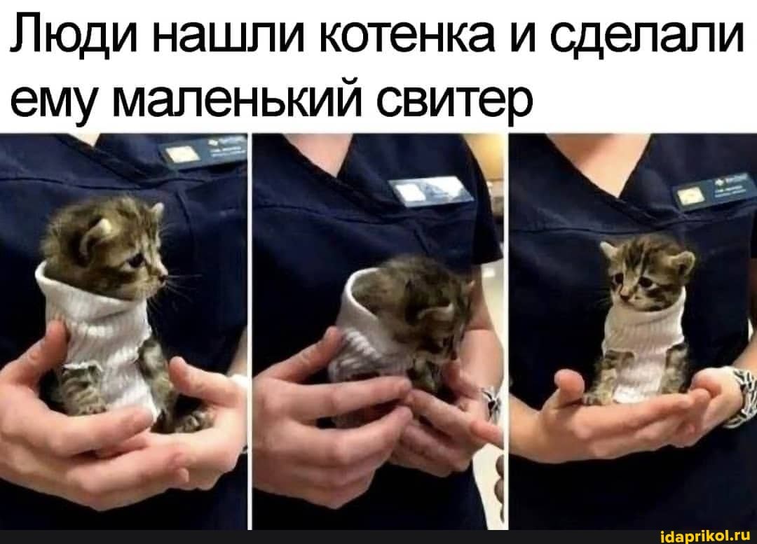 Люди нашли котенка и сделали ему маленький свитер