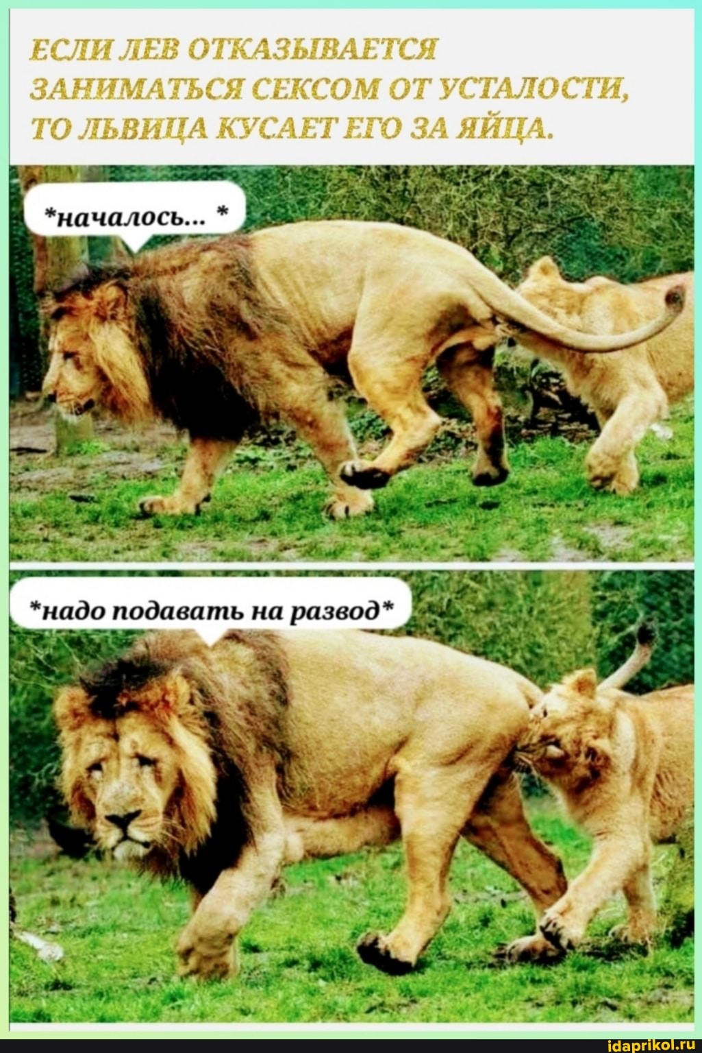 ЕСЛИ ЛЕВ ОТКАЗЫВАЕТСЯ ЗАНИМАТЬСЯ СЕКСОМ ОТ УСТАЛОСТИ,
ТО ЛЬВИЦА КУСАЕТ ЕГО ЗА ЯЙЦА.
*началось... *