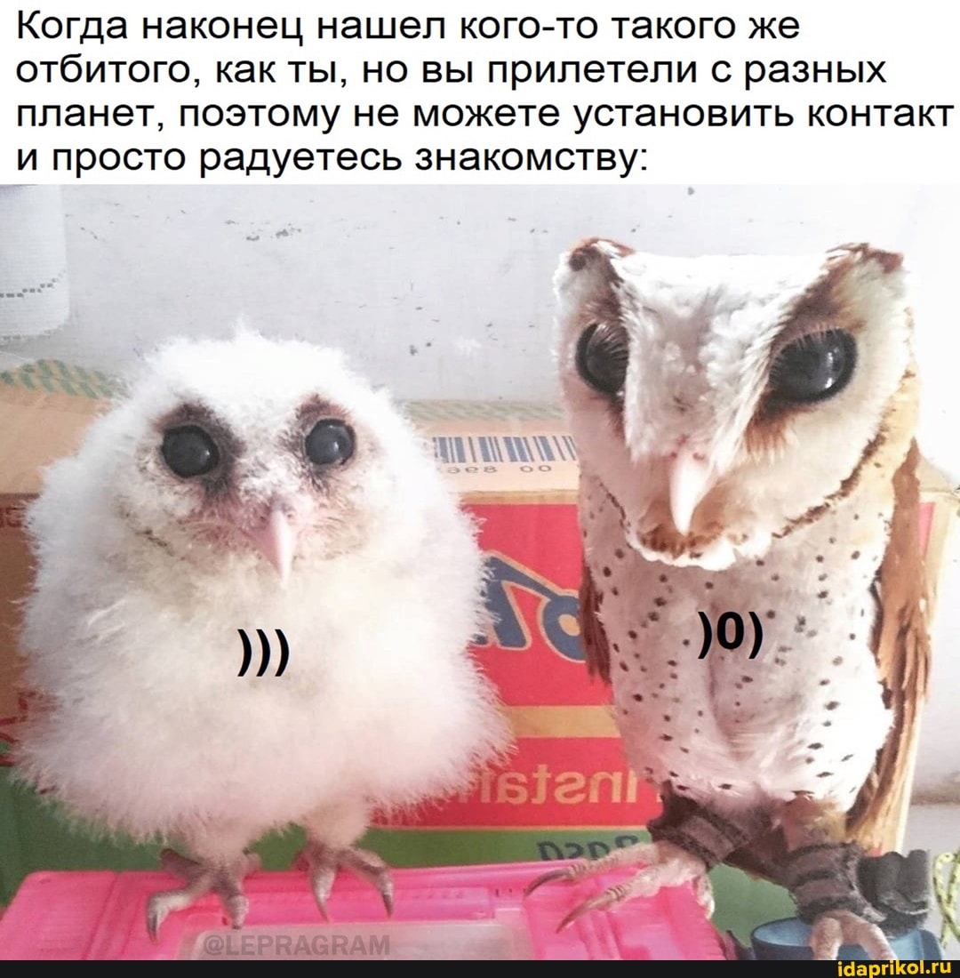 Когда наконец нашел кого-то такого же отбитого, как ты, но вы прилетели с разных планет, поэтому не можете установить контакт и просто радуетесь знакомству: