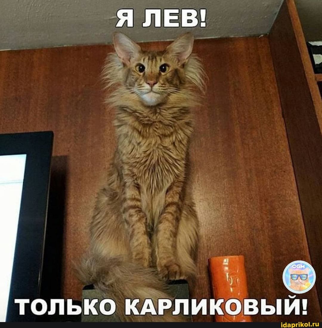 Я ЛЕВ!
ТОЛЬКО КАРЛИКОВЫЙ!