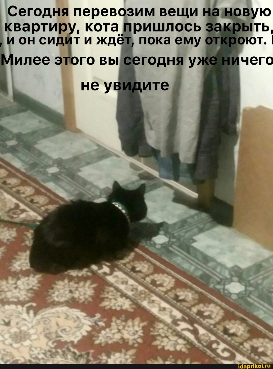 Сегодня перевозим вещи на новую квартиру, кота пришлось закрыть,
и он сидит и ждёт, пока ему ют. I илее этого высегодня уж чего
не увидите