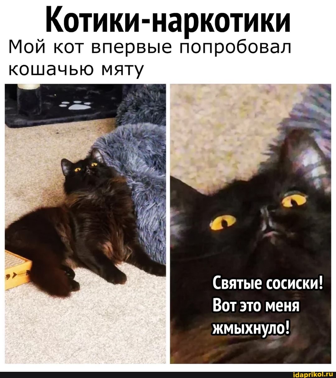 Мой кот впервые попробовал кошачью мяту
Святые сосиски!
Вот это меня жмыхнуло!