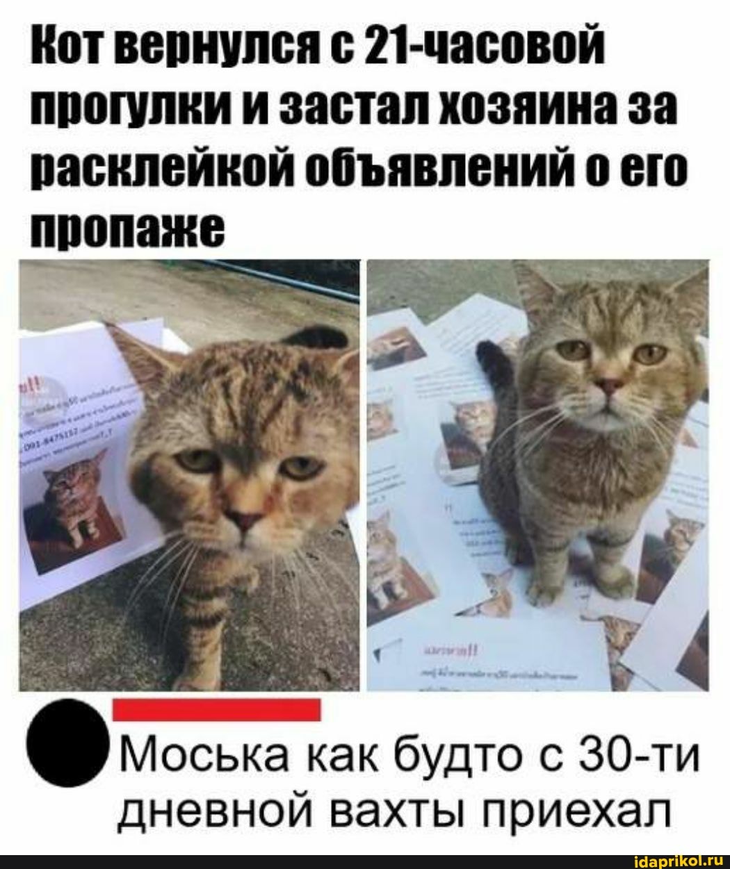 Кот вернулся с 21-часовой прогулки и застал хозяина за расклейкой обявлений о его пропаже
Моська как будто с 30-ти дневной вахты приехал