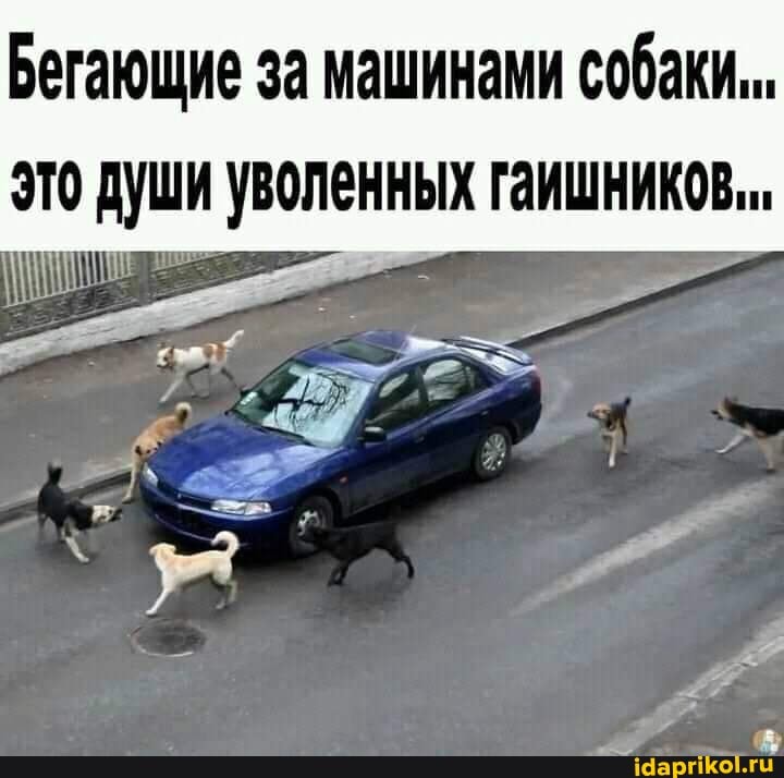Бегающие за машинами собаки,..
это души уволенных гаишников.