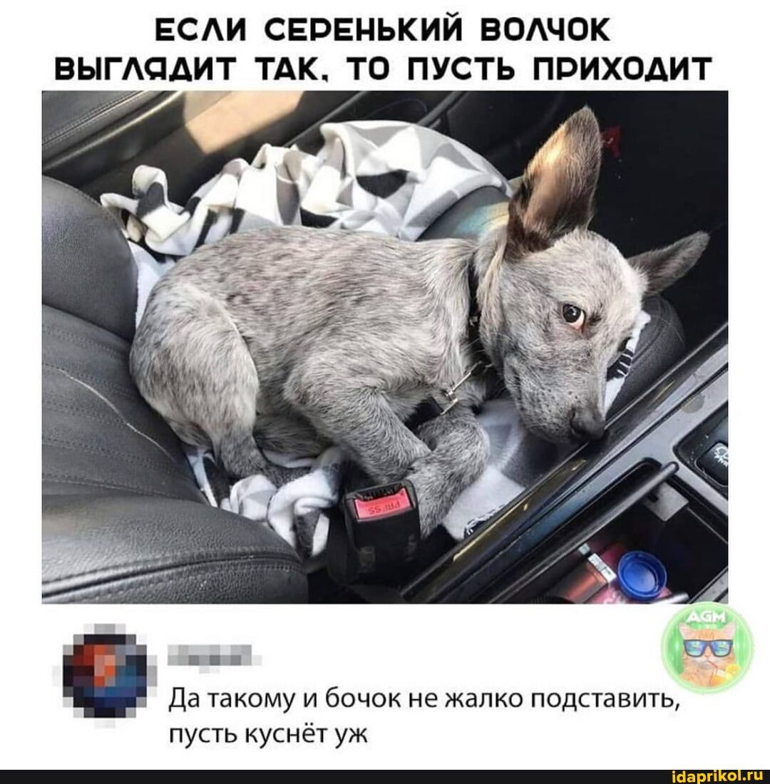 ЕСЛИ СЕРЕНЬКИЙ ВОЛЧОК ВЫГЛЯДИТ ТАК. ТО ПУСТЬ ПРИХОДИТ
ее
Да такому и бочок не жалко подставить,
пусть куснёт уж
