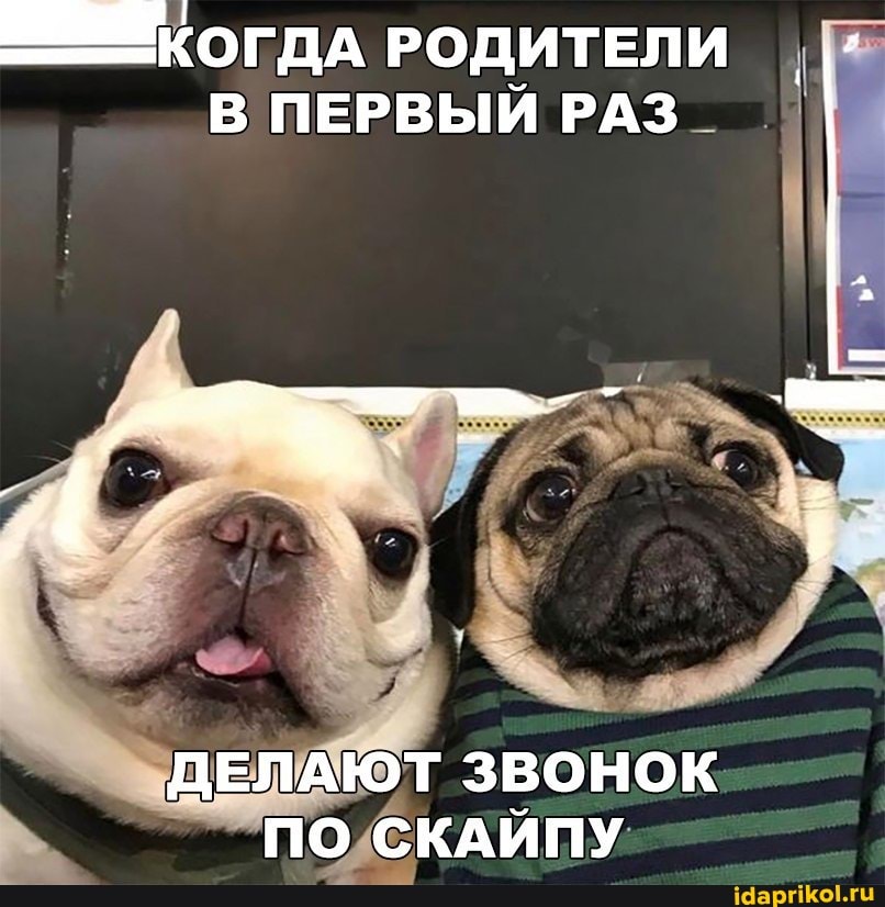 ugc, собаки
