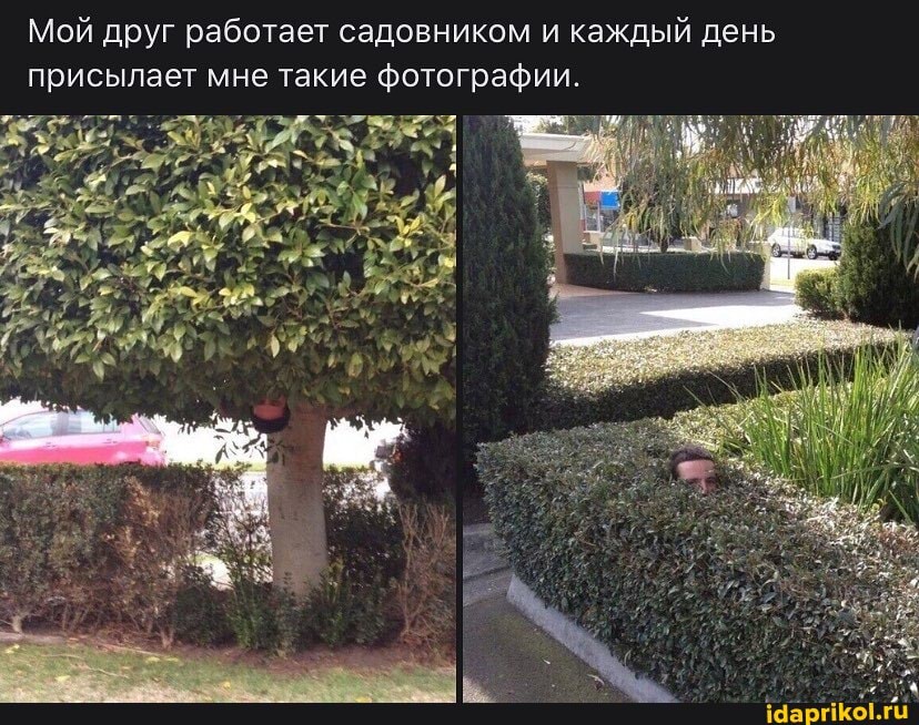 Мой друг работает садовником и каждый день
присылает мне такие фотографии.