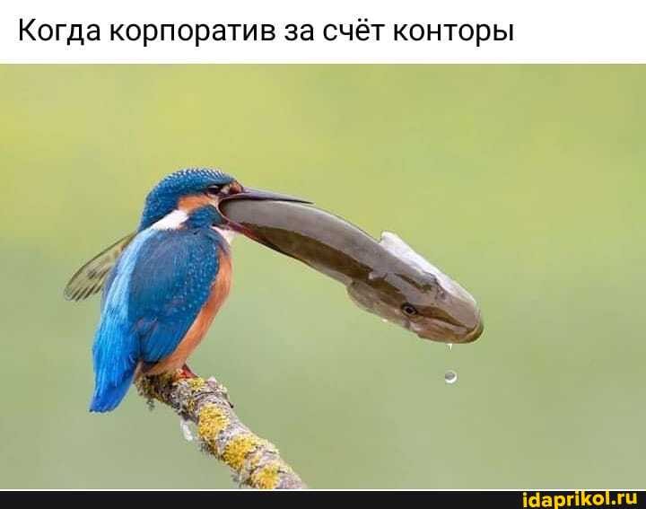 Когда корпоратив за счёт конторы