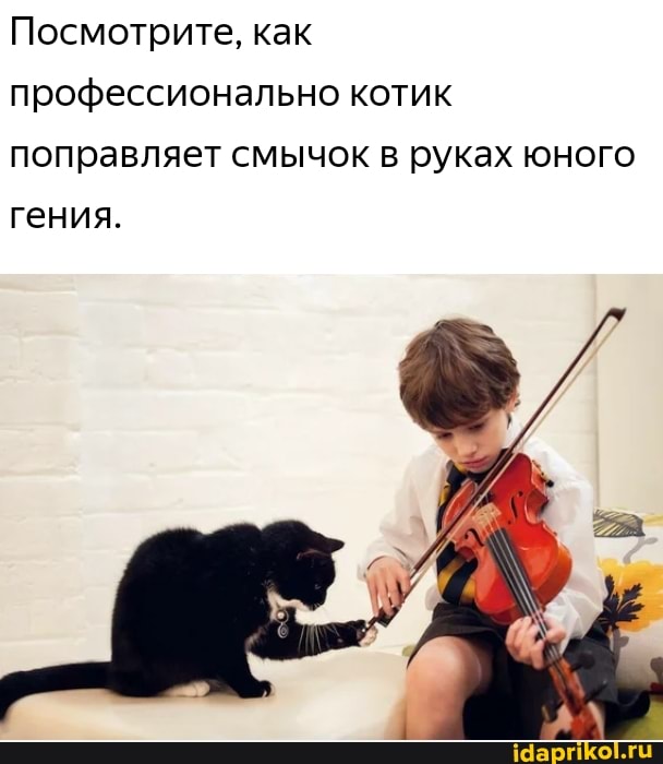 Посмотрите, как профессионально котик поправляет смычок в руках юного
гения.
