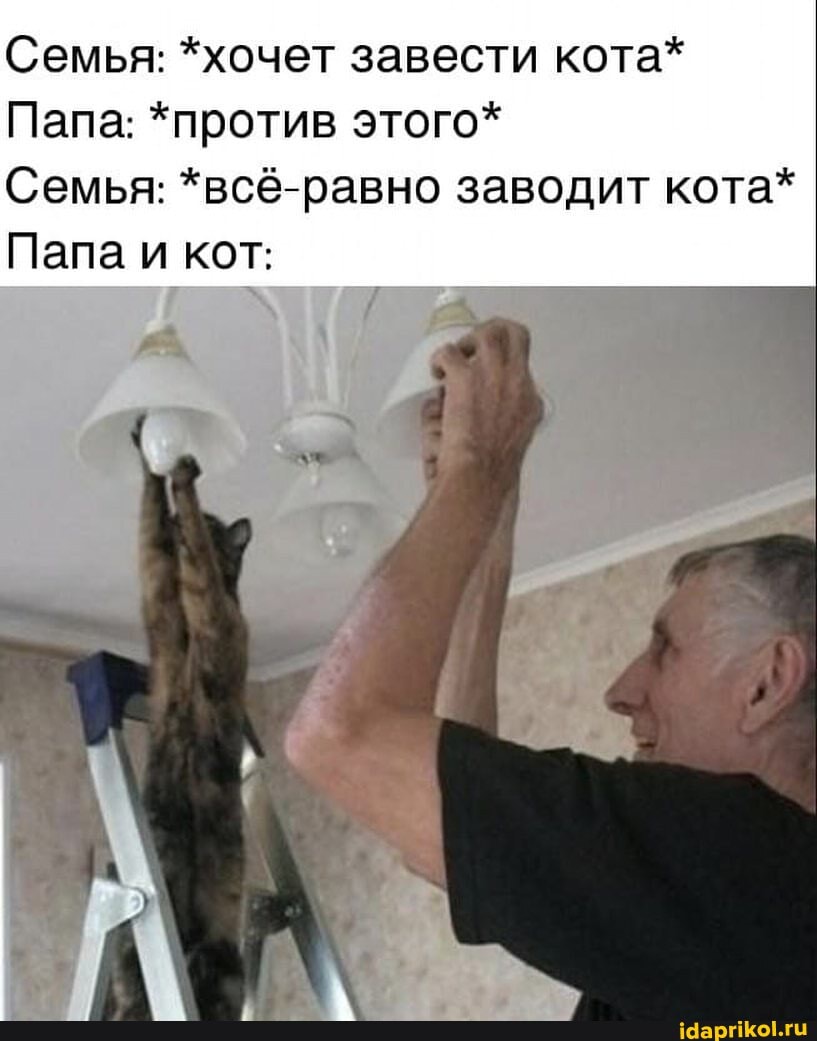 Семья: *хочет завести кота*
Папа: *против этого*
Семья: *всё-равно заводит кота*
Папа и кот: