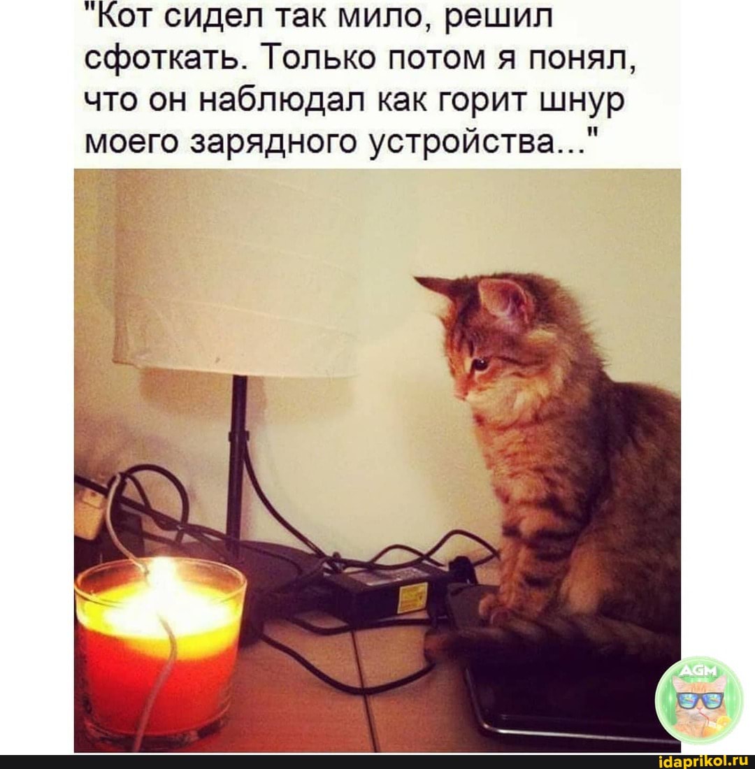 Кот сидел так мило, решил сфоткать. Только потом я понял, что он наблюдал как горит шнур моего зарядного устройства..."