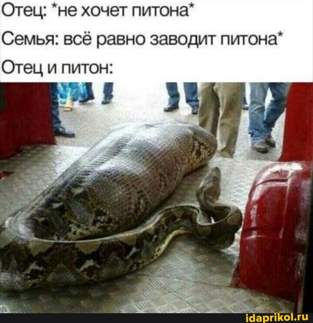 Отец: *не хочет питона*
Семья: всё равно заводит питона*
Отец и питон: