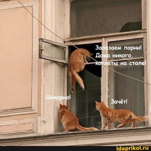 Залезаем парни!
Дома никого, котлеты на столе!
Шикарно!
Зачет!