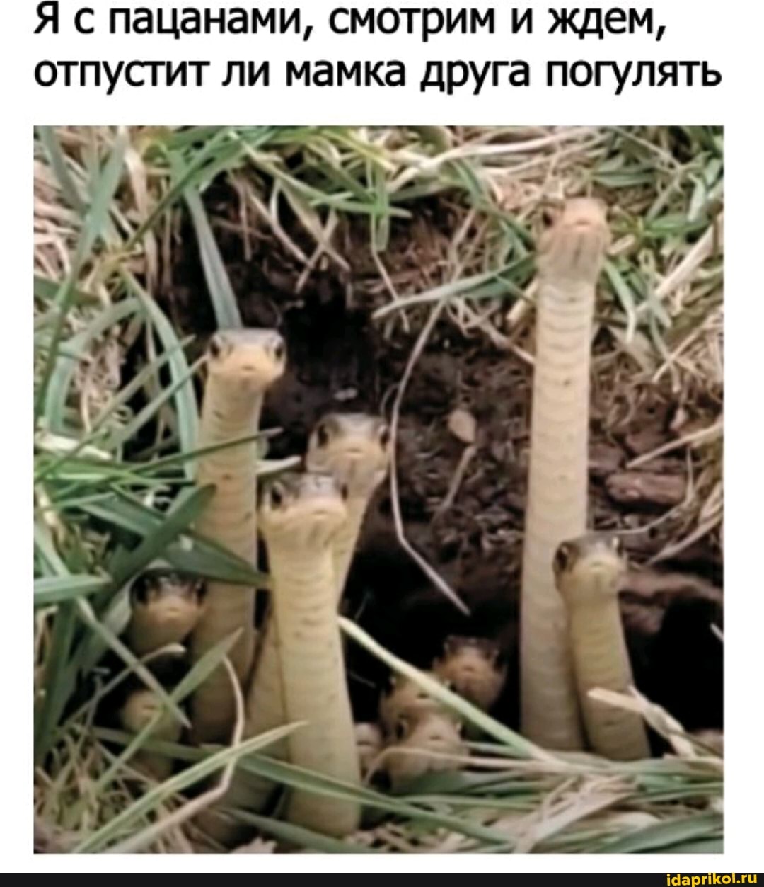 Я с пацанами, смотрим и ждем, отпустит ли мамка друга погулять