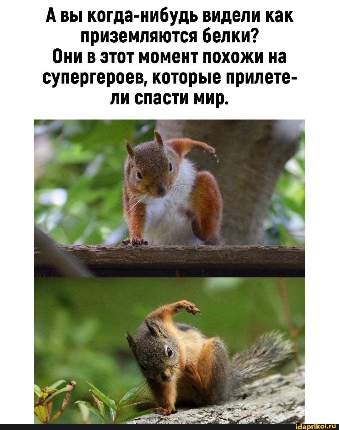 Авы когда-нибудь видели как приземляются белки?
Они в этот момент похожи на
супергероев, которые прилете- ли спасти мир.