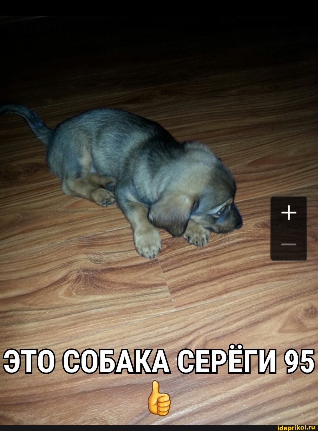 ЭТО СОБАКА СЕРЕГИ 95