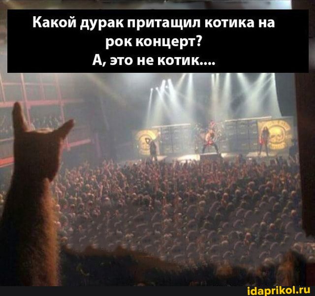 Какой дурак притащил котика на рок концерт?
А, это не котик....