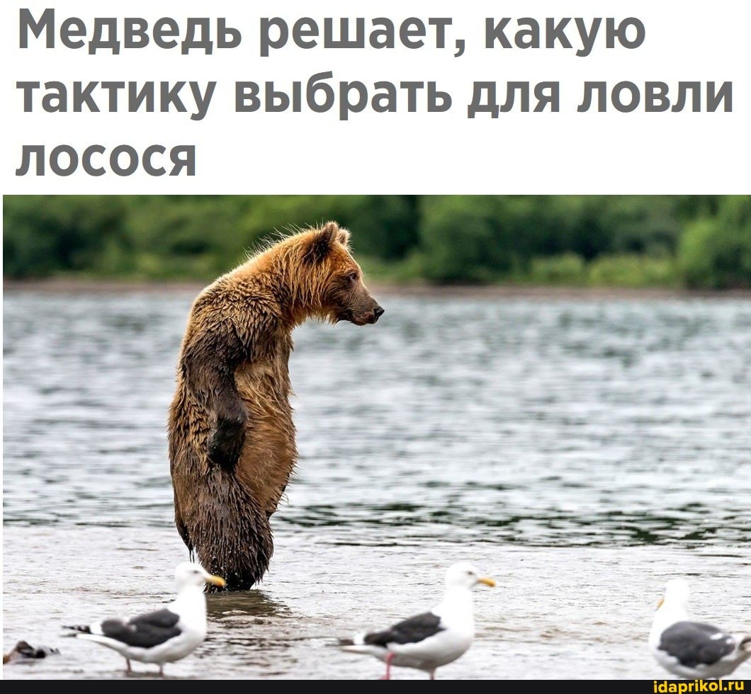 Медведь решает, какую тактику выбрать для ловли лосося