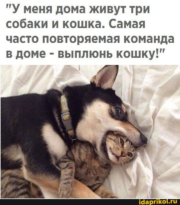 "У меня дома живут три собаки и кошка. Самая часто повторяемая команда в доме - выплюнь кошку!"