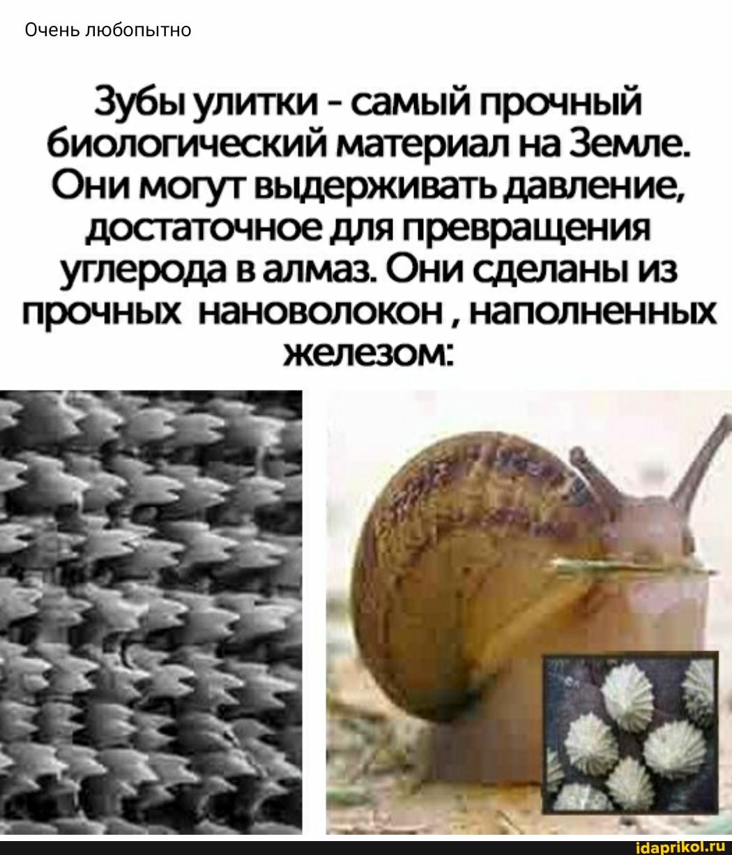 Очень любопытно
Зубы улитки - самый прочный биологический материал на Земле.
Они могут выдерживать давление,
достаточное для превращения углерода в алмаз. Они сделаны из прочных нановолокон наполненных железом: