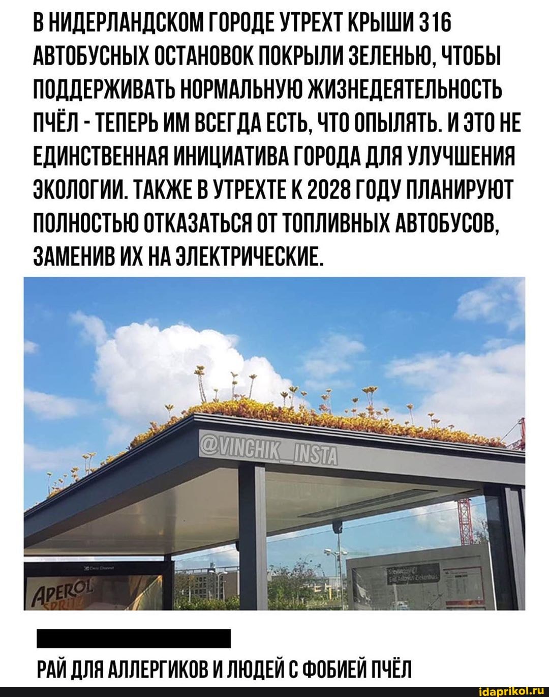 ВНИДЕРЛАНДСКОМ ГОРОДЕ УТРЕХТ КРЫШИ 316
АВТОБУСНЫХ ОСТАНОВОК ПОКРЫЛИ ЗЕЛЕНЬЮ, ЧТОБЫ
ПОДДЕРЖИВАТЬ НОРМАЛЬНУЮ ЖИЗНЕДЕЯТЕЛЬНОСТЬ
ПЧЁЛ
ТЕПЕРЬ ИМ ВСЕГДА ЕСТЬ, ЧТО ОПЫЛЯТЬ. И ЭТО НЕ
ЕДИНСТВЕННАЯ ИНИЦИАТИВА ГОРОДА ДЛЯ УЛУЧШЕНИЯ
ЭКОЛОГИИ. ТАКЖЕ В УТРЕХТЕ
К 2028 ГОДУ ПЛАНИРУЮТ
ПОЛНОСТЬЮ ОТКАЗАТЬСЯ ОТ ТОПЛИВНЫХ АВТОБУСОВ,
ЗАМЕНИВ ИХ НА ЭЛЕКТРИЧЕСКИЕ.
РАЙ ДЛЯ АЛЛЕРГИКОВ И ЛЮДЕЙ С ФОБИЕЙ ПЧЁЛ