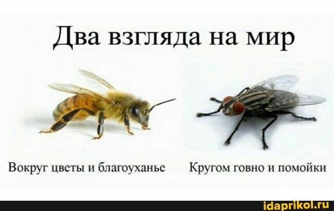 Два взгляда на мир
Вокруг цветы и благоуханье Кругом говно и помойки