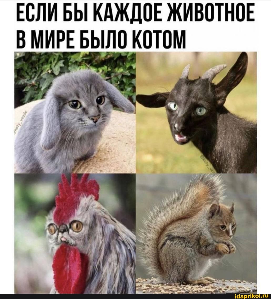 ЕСЛИ БЫ КАЖДОЕ ЖИВОТНОЕ МИРЕ БЫЛО КОТОМ