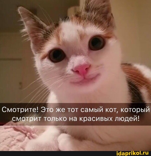 Смотрите! Это же тот самый кот, который смотрит только на красивых людей!