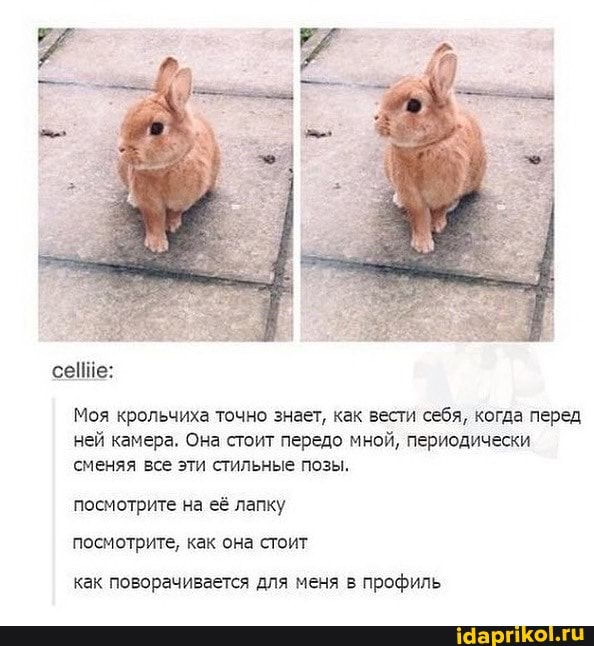 Моя крольчиха точно знает, как вести себя, когда перед
ней камера. Она стоит передо мной, периодически
сменяя все эти стильные позы.
посмотрите на её лапку
посмотрите, как она стоит
как поворачивается для меня в профиль