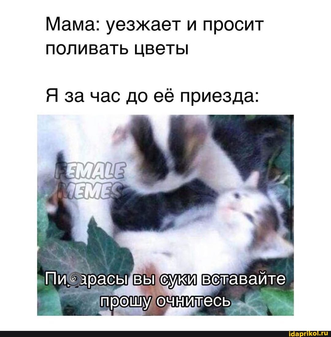 Мама: уезжает и просит поливать цветы
Я за час до её приезда:
Пи. зрасы вы сукйвставайте прошу очнйтесь