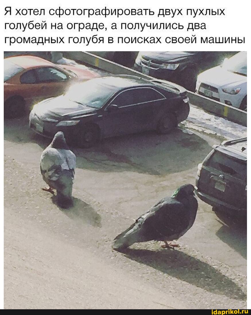 Я хотел сфотографировать двух пухлых голубей на ограде, а получились два громадных голубя в поисках своей машины