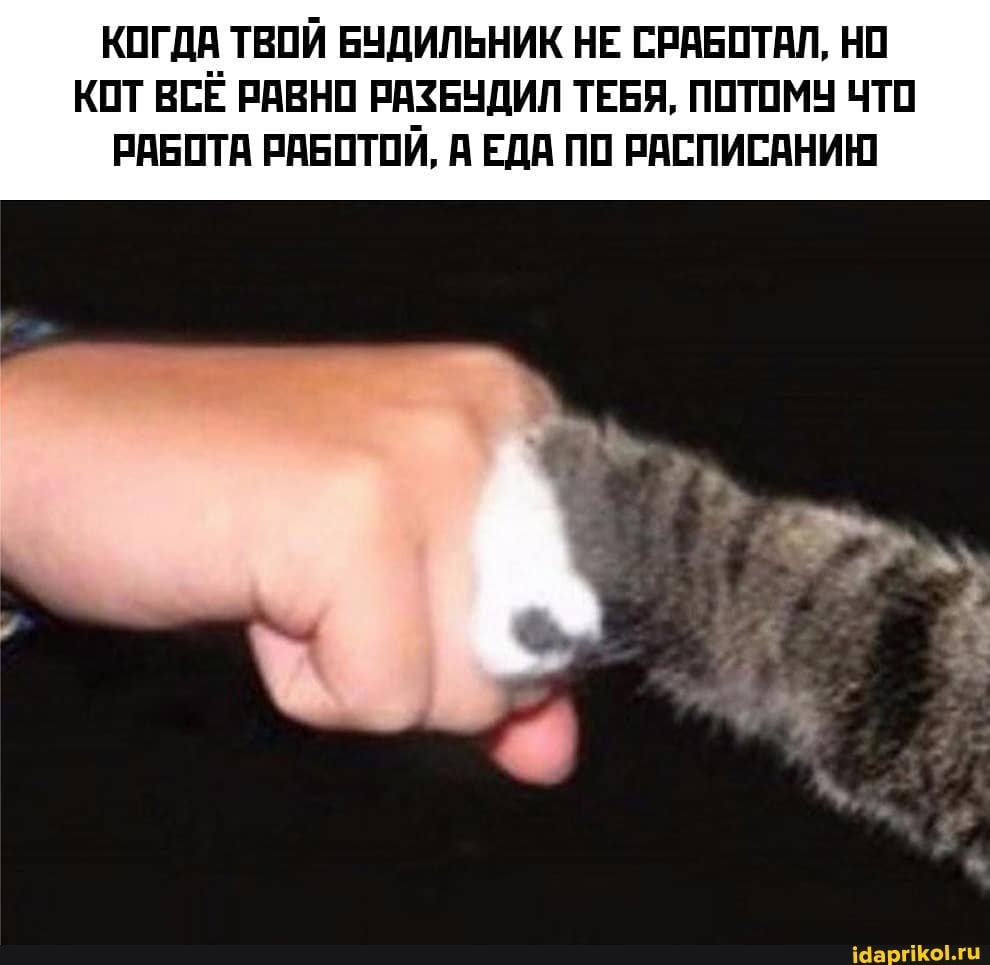 КОГДА ТВОЙ БУДИЛЬНИК НЕ СРАБОТАЛ, НО КОТ ВСЕ РАВНО РАЗБУДИЛ ТЕБЯ, ПОТОМУ ЧТО РАБОТА РАБОТОИ, А ЕДА ПО РАСПИСАНИЮ