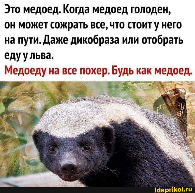 Это медоед. Когда медоед голоден,
он может сожрать все, что стоиту него
на пути. Даже дикобраза или отобрать
еду у льва.
Медоеду на все : похер. Будь как медоед.