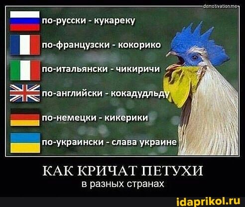 по-руссни
9-французски
II по-итальянски - чикиричи
по-украински - слава украине
КАК КРИЧАТ ПЕТУХИ
в разных странах