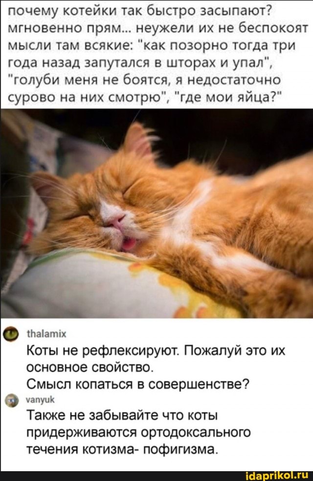 почему котейки так быстро засыпают? мгновенно прям... неужели их не беспокоят мысли там всякие: "как позорно тогда три года назад запутался в шторах и упал",
"голуби меня не боятся, я недостаточно
сурово на них смотрю", "где мои яйца?"
Коты не рефлексируют. Пожалуй это их основное свойство.
Смысл копаться в совершенстве?
уапуик
Также не забывайте что коты
придерживаются ортодоксального течения котизма- пофигизма.