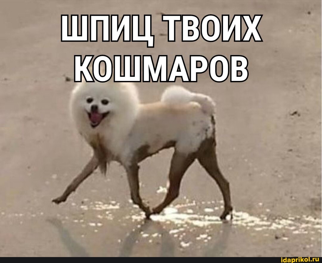 ШПИЦ ТВОИХ КОШМАРОВ