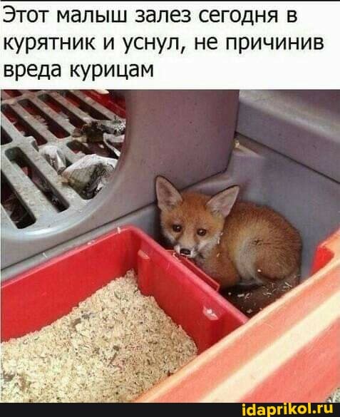 Этот малыш залез сегодня в курятник и уснул, не причинив вреда курицам