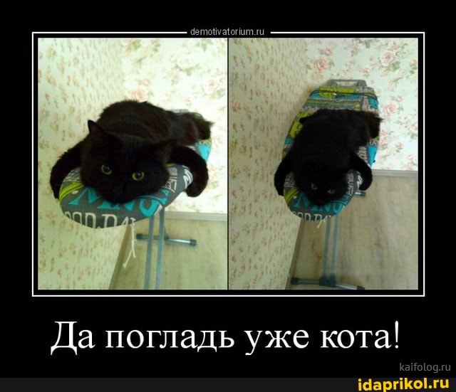Да погладь уже кота!
