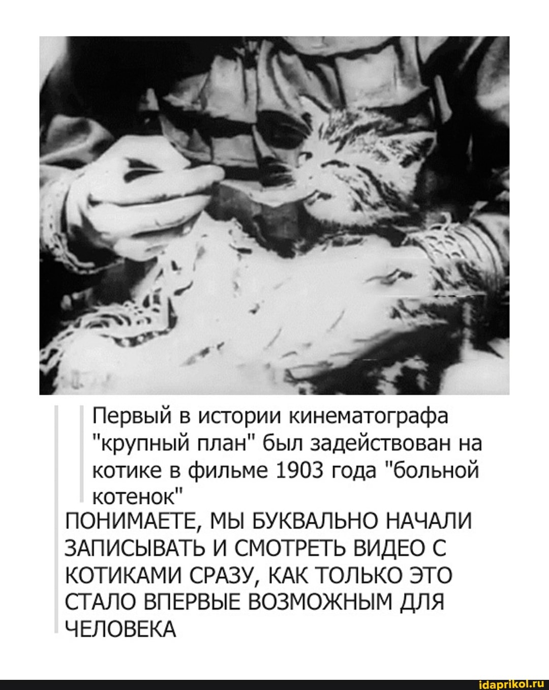 08
Первый в истории кинематографа
"крупный план" был задействован на котике в фильме 1903 года "больной котенок"
ПОНИМАЕТЕ, МЫ БУКВАЛЬНО НАЧАЛИ ЗАПИСЫВАТЬ И СМОТРЕТЬ ВИДЕО С КОТИКАМИ СРАЗУ, КАК ТОЛЬКО ЭТО СТАЛО ВПЕРВЫЕ ВОЗМОЖНЫМ ДЛЯ ЧЕЛОВЕКА