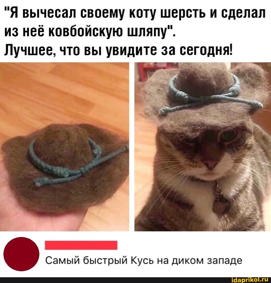 "Я вычесал своему коту шерсть и сделал из неё ковбойскую шляпу".
Лучшее, что вы увидите за сегодня!
Самый быстрый Кусь на диком западе