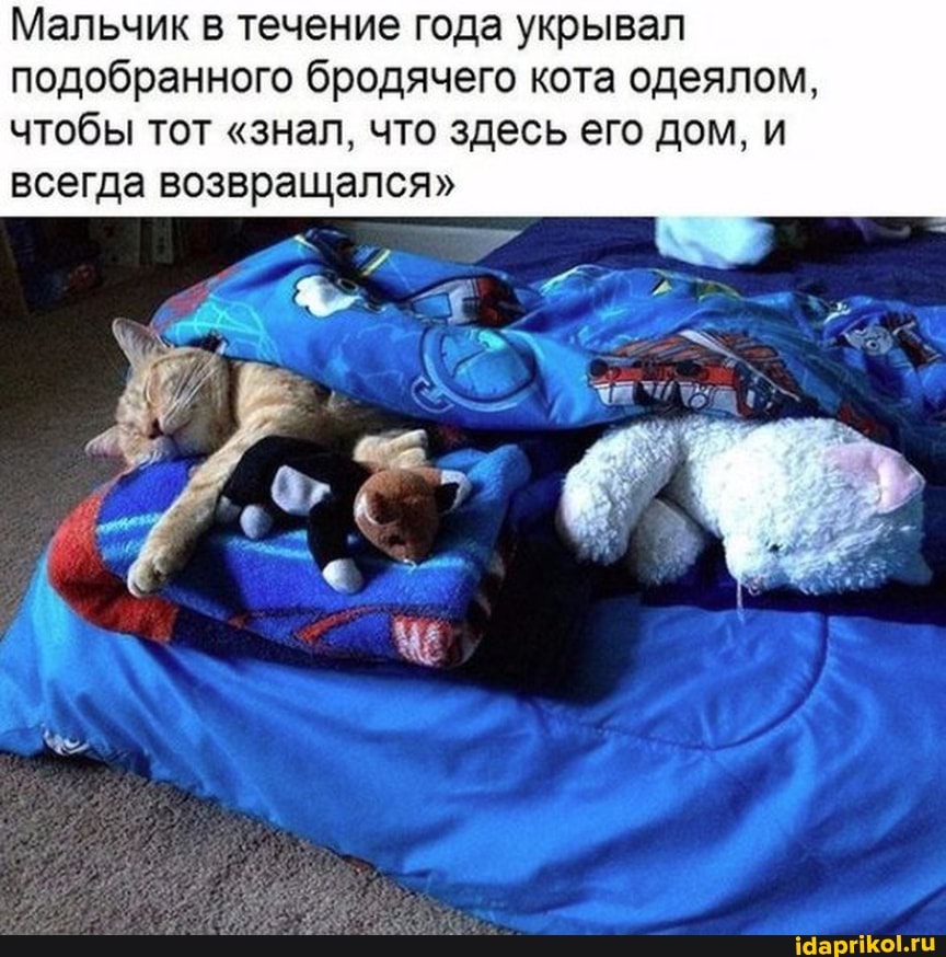 Мальчик в течение года укрывал подобранного бродячего кота одеялом, чтобы тот "знал, что здесь его дом, и всегда возвращался"