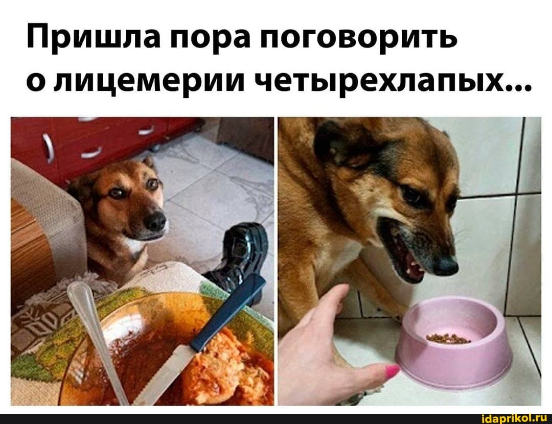 Пришла пора поговорить о лицемерии четырехлапых...