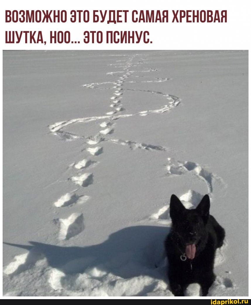ВОЗМОЖНО ЭТО БУДЕТ САМАЯ ХРЕНОВАЯ ШУТКА, НОО... ЭТО ПСИНУС.