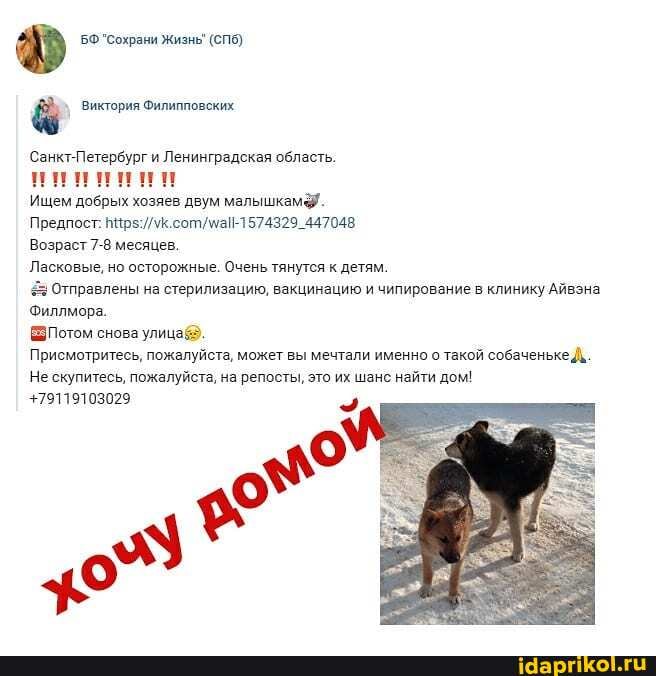 БФ "Сохрани Жизнь" (СПб)
Виктория Филипповских
Санкт-Петербург и Ленинградская область.
Ищем добрых хозяев двум малышкам&.
Предпост:
Возраст 7-8 месяцев.
Ласковые, но осторожные. Очень тянутся к детям.
Отправлены на стерилизацию, вакцинацию и чипирование в клинику Айвэна
Филлмора.
Потом снова улица@.
Присмотритесь, пожалуйста, может вы мечтали именно о такой собаченьке Д..
Не скупитесь, пожалуйста, на репосты, это их шанс найти дом!
+79119103029