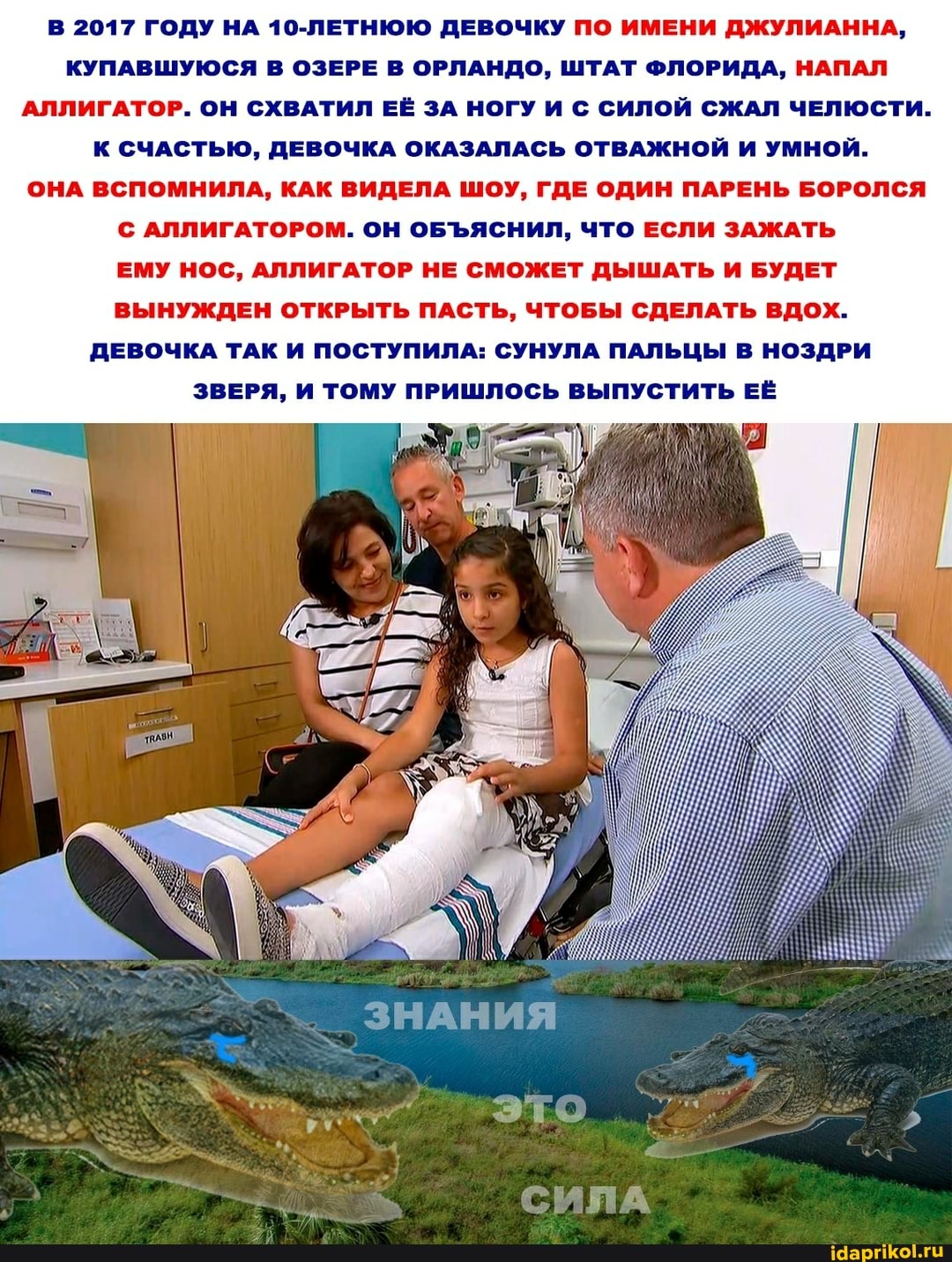 В 2017 ГОДУ НА 10-ЛЕТНЮЮ ДЕВОЧКУ ПО ИМЕНИ ДЖУЛИАННА,
КУПАВШУЮСЯ В ОЗЕРЕ В ОРЛАНДО, ШТАТ ФЛОРИДА, НАПАЛ АЛЛИГАТОР. ОН СХВАТИЛ ЕЁ ЗА НОГУ И С СИЛОЙ СЖАЛ ЧЕЛЮСТИ.
К СЧАСТЬЮ, ДЕВОЧКА ОКАЗАЛАСЬ ОТВАЖНОЙ И УМНОЙ.
ОНА ВСПОМНИЛА, КАК ВИДЕЛА ШОУ, ГДЕ ОДИН ПАРЕНЬ БОРОЛСЯ С АЛЛИГАТОРОМ. ОН ОБЪЯСНИЛ, ЧТО ЕСЛИ ЗАЖАТЬ ЕМУ НОС, АЛЛИГАТОР НЕ СМОЖЕТ ДЫШАТЬ И БУДЕТ ВЫНУЖДЕН ОТКРЫТЬ ПАСТЬ, ЧТОБЫ СДЕЛАТЬ ВДОХ.
ДЕВОЧКА ТАК И ПОСТУПИЛА: СУНУЛА ПАЛЬЦЫ В НОЗДРИ
ЗВЕРЯ, И ТОМУ ПРИШЛОСЬ ВЫПУСТИТЬ ЕЁ