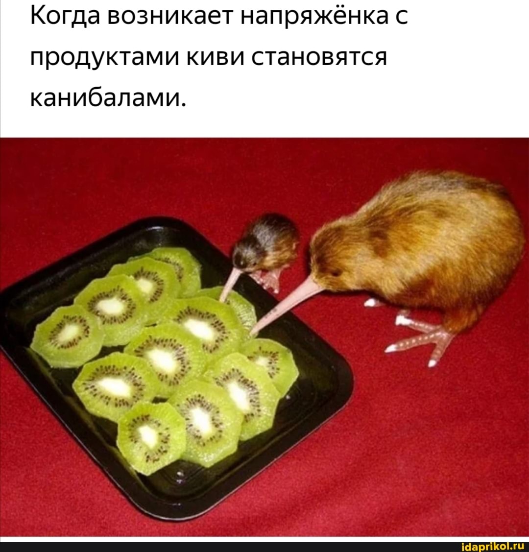 Когда возникает напряжёнка с
продуктами киви становятся канибалами.